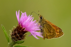 David Plant Photography - Wildlife Photography - Large skipper - B
